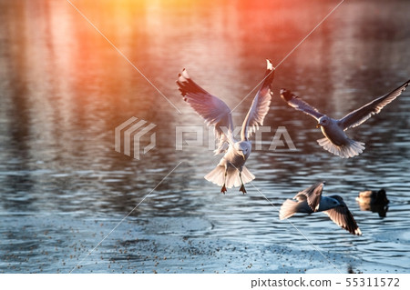 Sea gull morning fly city scape cold air nature Sea gull morning fly city scape cold air nature 55311572