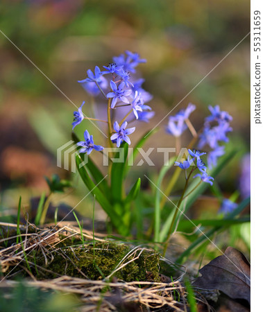 Spring flowers in a forest. Scilla Bifolia. Spring flowers in a forest. Scilla Bifolia. 55311659