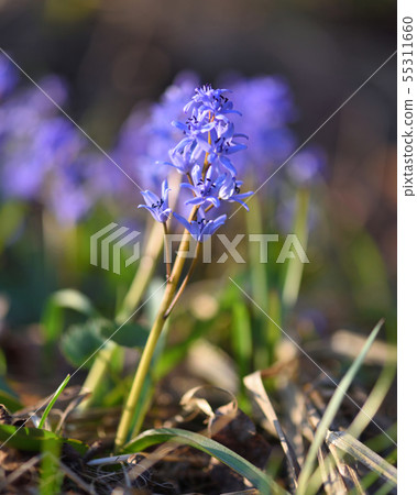 Spring flowers in a forest. Scilla Bifolia. Spring flowers in a forest. Scilla Bifolia. 55311660