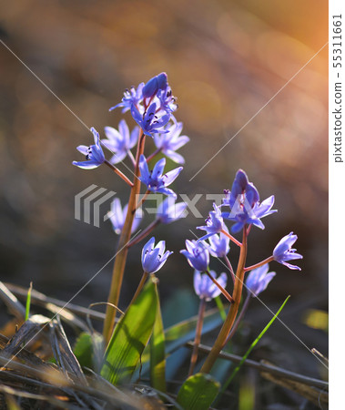 Spring flowers in a forest. Scilla Bifolia. Spring flowers in a forest. Scilla Bifolia. 55311661