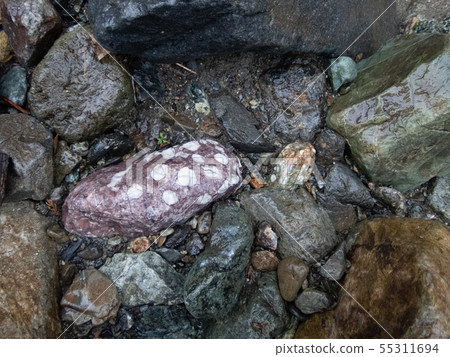 Stone like sea cucumber 55311694