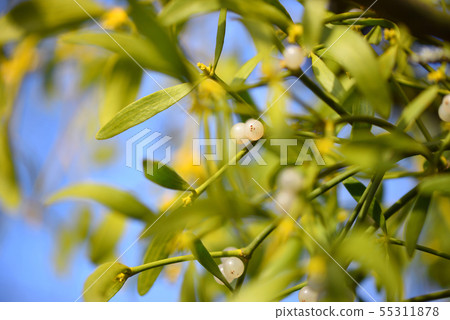 Mistletoe with whitw berries Mistletoe with whitw berries 55311878