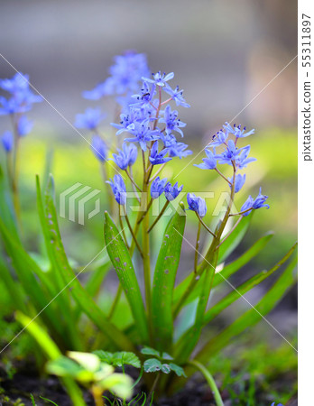 Spring flowers in a forest. Scilla Bifolia. 55311897