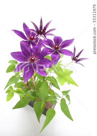 Clematis (The President) (Vertical / Flower Overlap) 55311979