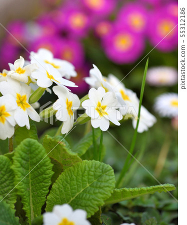 Spring flowers of Primula juliae (Julias Primrose) 55312186