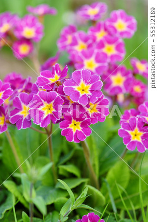 Spring flowers of Primula juliae (Julias Primrose) Spring flowers of Primula juliae (Julias Primrose) 55312189
