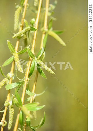 Blooming branches of the weeping willow 55312258