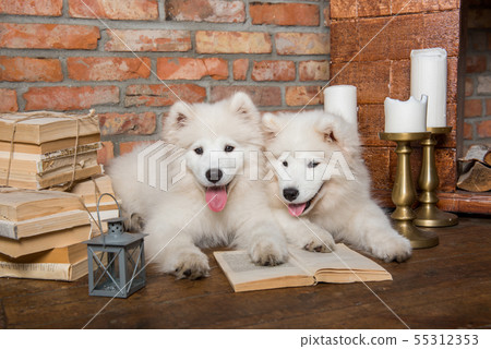 Two White fluffy Samoyed puppies dogs with book 55312353