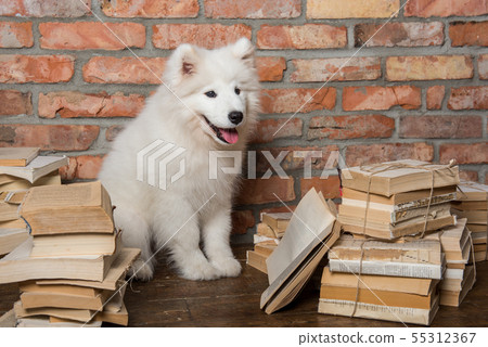 White fluffy Samoyed puppy dog with book 55312367