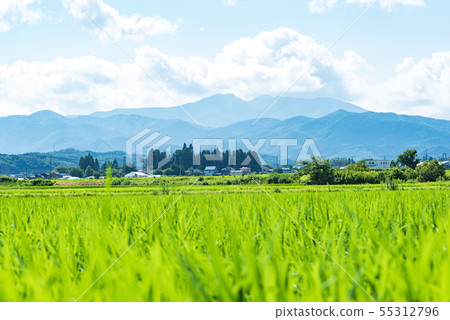 棗棗山谷稻田農村東北地區 55312796