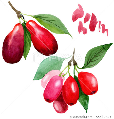 Dogwood red fruit and green leaves. Watercolor background illustration set. Isolated cornus mas 55312893