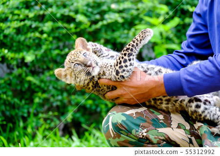 baby leopard in wildlife breeding station. baby leopard in wildlife breeding station. 55312992