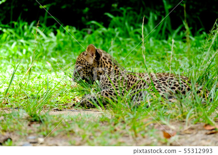 baby leopard in wildlife breeding station. baby leopard in wildlife breeding station. 55312993