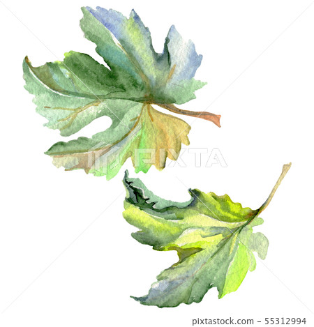 Vine green leaf. Watercolor background illustration set. Isolated grape illustration element. Vine green leaf. Watercolor background illustration set. Isolated grape illustration element. 55312994