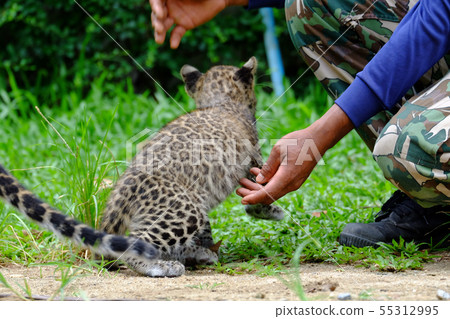 baby leopard in wildlife breeding station. 55312995