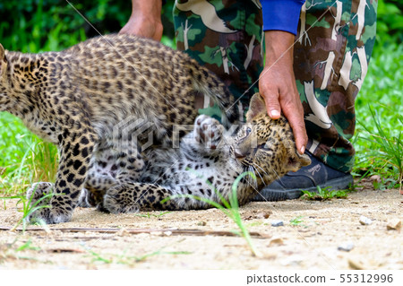 baby leopard in wildlife breeding station. baby leopard in wildlife breeding station. 55312996