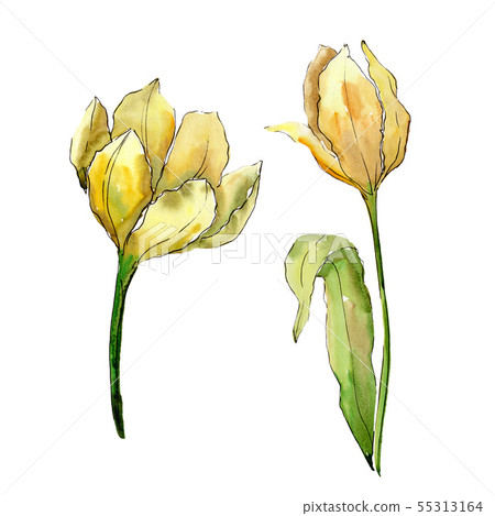Tulip floral botanical flowers. Watercolor background illustration set. Isolated tulips illustration Tulip floral botanical flowers. Watercolor background illustration set. Isolated tulips illustration 55313164