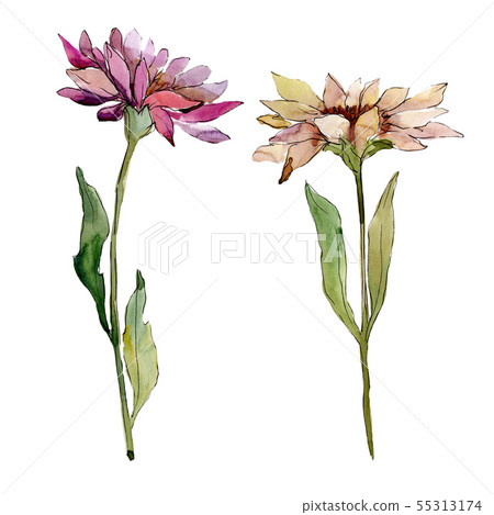 Aster floral botanical flowers. Watercolor background illustration set. Isolated asters illustration 55313174
