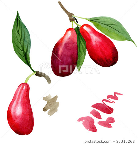 Dogwood red fruit and green leaves. Watercolor background illustration set. Isolated cornus mas Dogwood red fruit and green leaves. Watercolor background illustration set. Isolated cornus mas 55313268