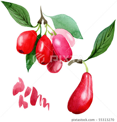 Dogwood red fruit and green leaves. Watercolor background illustration set. Isolated cornus mas Dogwood red fruit and green leaves. Watercolor background illustration set. Isolated cornus mas 55313270