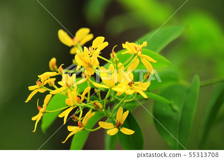 Oncidium orchids have small flowers and stems. Oncidium orchids have small flowers and stems. 55313708