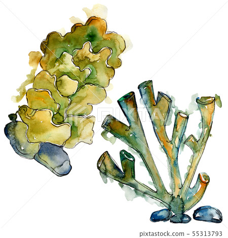 Colorful aquatic underwater nature coral reef. Watercolor background set. Isolated corals Colorful aquatic underwater nature coral reef. Watercolor background set. Isolated corals 55313793