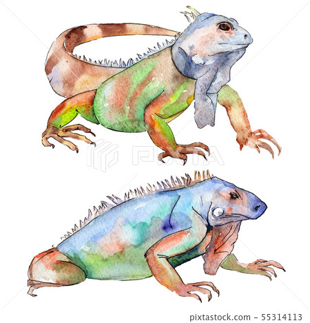 Exotic iguana wild animal. Watercolor background illustration set. Isolated reptilia illustration 55314113