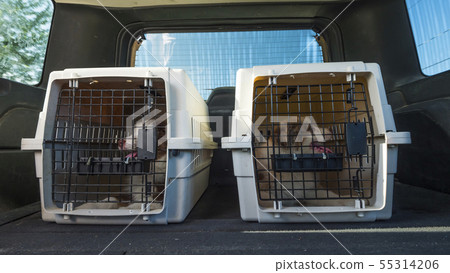Two puppies ride in cages in the trunk of a car. Delivery of live pets Two puppies ride in cages in the trunk of a car. Delivery of live pets 55314206