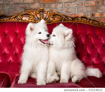 Samoyed dogs are kissing on the red luxury couch Samoyed dogs are kissing on the red luxury couch 55314612