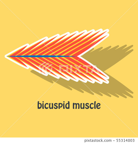 Sticker bicuspid muscle 55314803