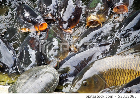 Tortoise and crucian carp 55315063