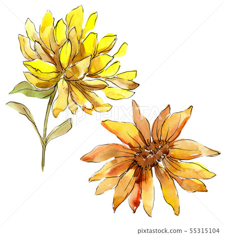 Aster floral botanical flowers. Watercolor background illustration set. Isolated asters illustration Aster floral botanical flowers. Watercolor background illustration set. Isolated asters illustration 55315104