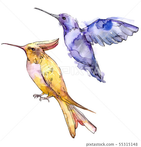 Sky bird colibri in a wildlife isolated. Watercolor background set. Isolated hummingbird Sky bird colibri in a wildlife isolated. Watercolor background set. Isolated hummingbird 55315148