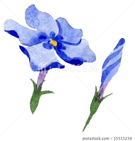 Phlox floral botanical flowers. Watercolor background illustration set. Isolated phlox illustration 55315239