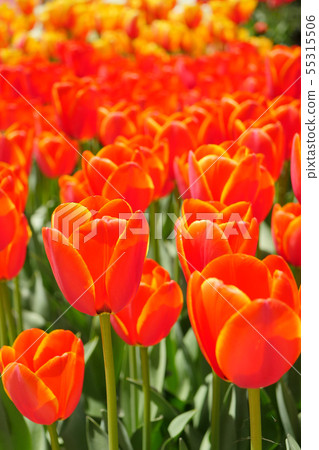 Tulip (dance of fire) Tulip (dance of fire) 55315506