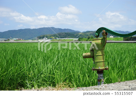 Rice field and water pump Rice field and water pump 55315507