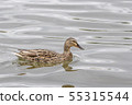 Gray duck in natural conditions 55315544