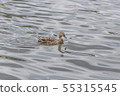 Waterfowl in the pond.  55315545