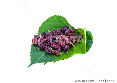 Mulberry and the green leaf isolated white 55315722