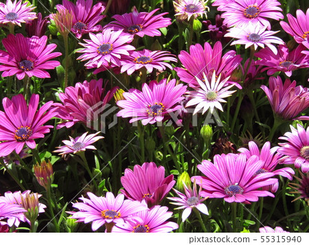 在4月和5月的春天開花的紫色花和菊科多年生草本植物的osteospermum 照片素材 圖片 圖庫