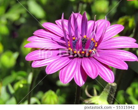 在4月和5月的春天開花的紫色花和菊科多年生草本植物的osteospermum 照片素材 圖片 圖庫