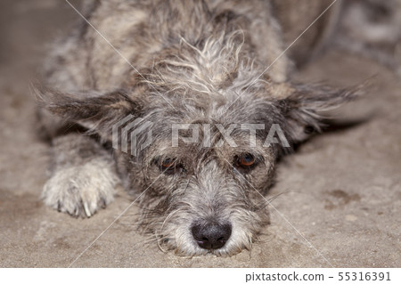 Close up eye on head gray and brown color thai dog Close up eye on head gray and brown color thai dog 55316391