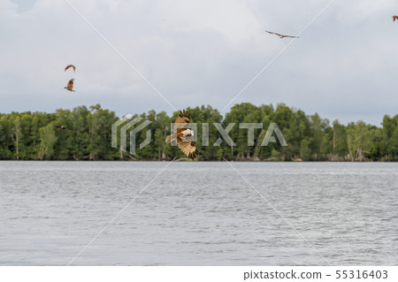 Red eagle eat on the sea in nature at thailand 55316403