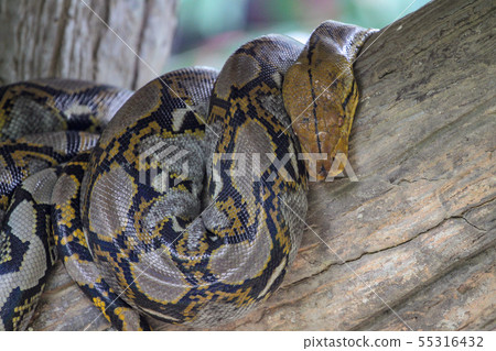 Head burmese python in body on stick tree at Head burmese python in body on stick tree at 55316432