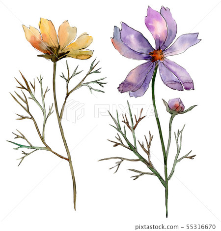Cosmos flower floral botanical flowers. Watercolor background illustration set. Isolated flower Cosmos flower floral botanical flowers. Watercolor background illustration set. Isolated flower 55316670