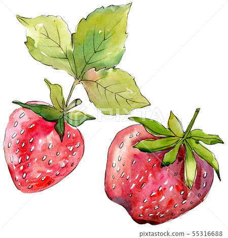 Strawberry healthy food fresh berry. Watercolor background illustration set. Isolated berries 55316688