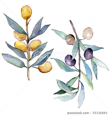 Olive branch with black and green fruit. Watercolor background illustration set. Isolated olives 55316843