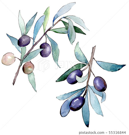 Olive branch with black fruit. Watercolor background illustration set. Isolated olives illustration 55316844
