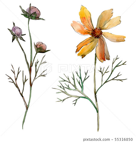 Cosmos flower floral botanical flowers. Watercolor background illustration set. Isolated flower Cosmos flower floral botanical flowers. Watercolor background illustration set. Isolated flower 55316850