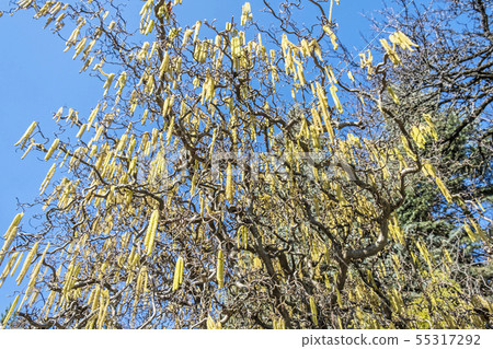 Detail of tree branches in spring time 55317292